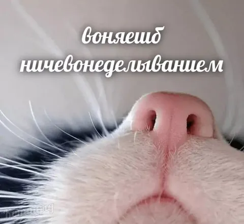 Воняешь нищевонедельванишем