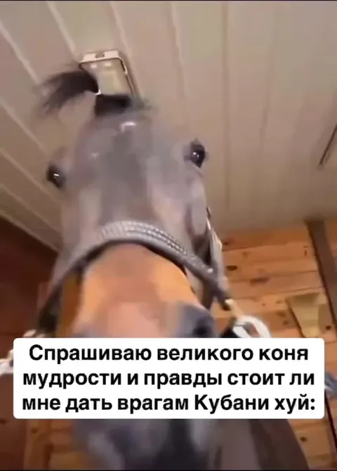 Мудрый конь отвечает врагам Кубани