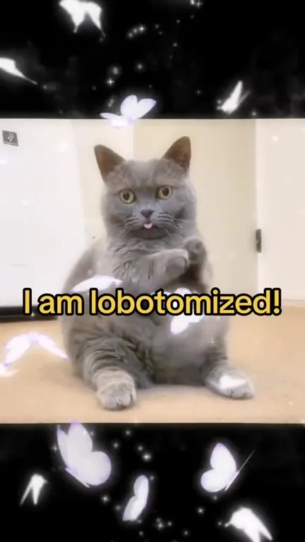 Lobotomized Cat Having Fun