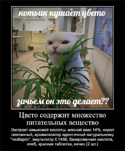 Котык кушает цвето