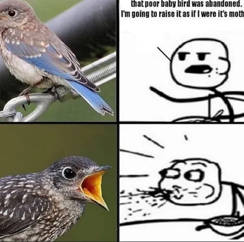 Abandoned Baby Bird Adoption