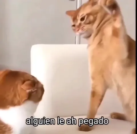 Pobre mi gatito