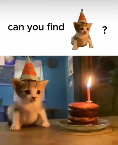 Can You Find the Birthday Kitten