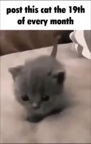 Post This Cat Every Month