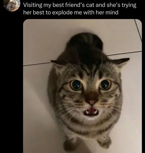 Cat Trying to Explode My Mind