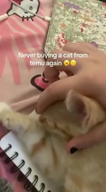 Never Buying a Cat From Temu