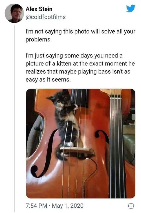 Kitten Learns Bass Is Hard