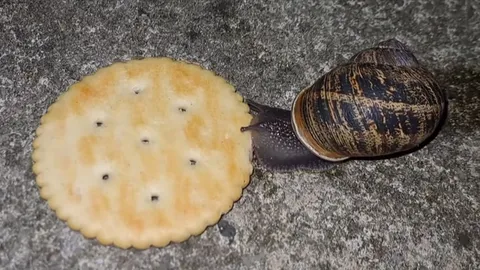 Улитка съела печенье