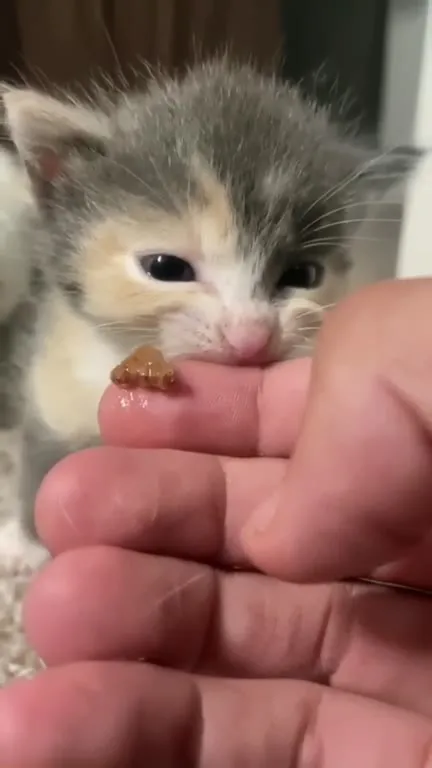 Котёнок не может остановиться