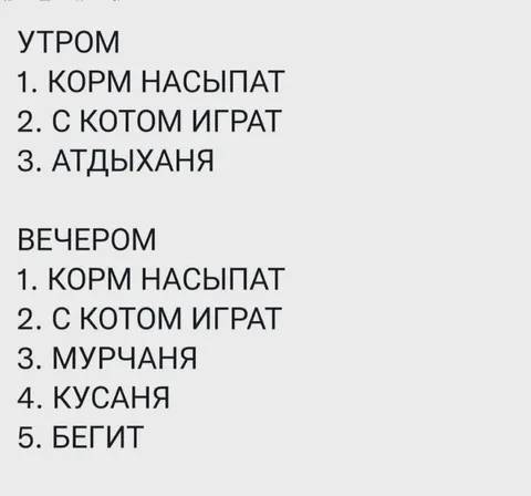 План выходного с котом