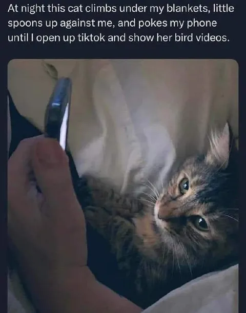 Cat Wants Bird Videos at Night