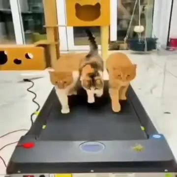 Три кота идут по дорожке