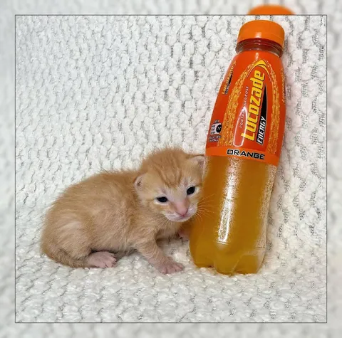 Kitten Hiding Beside Energy Drink
