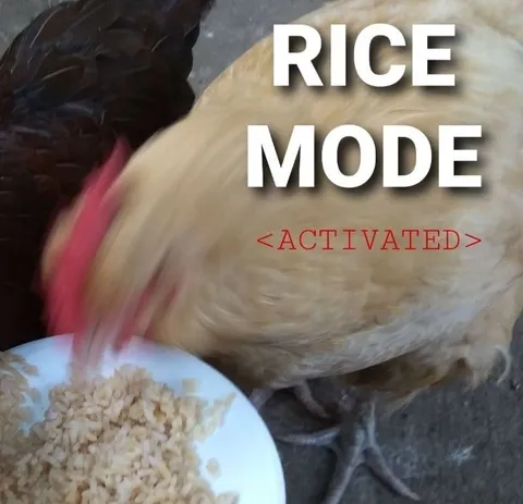 Rice Mode Activated Chicken