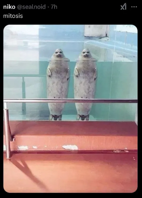 Seals Undergoing Mitosis