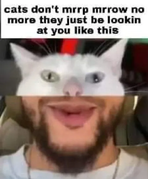 Cat Just Stares at You