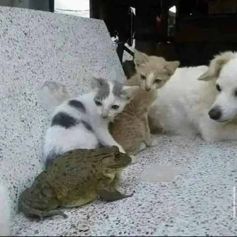 Котята и собака увидели лягушку