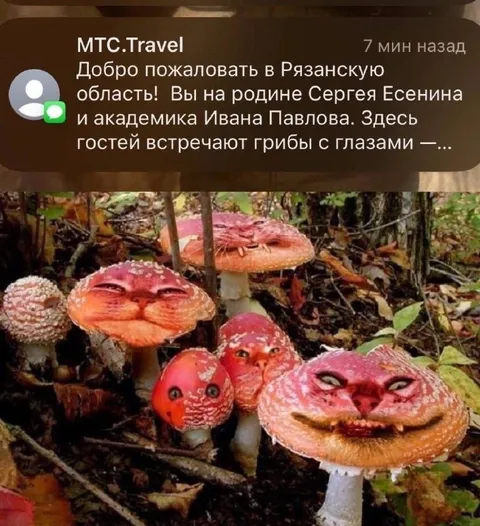 Грибы с глазами встречают гостей