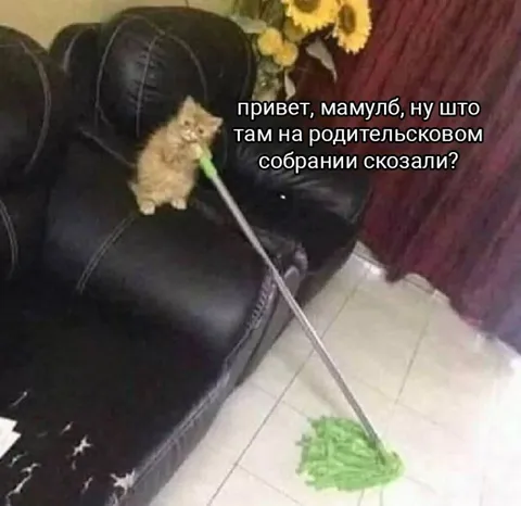 Котёнок после родительского собрания