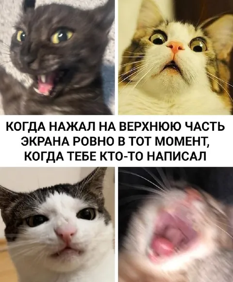 Кошки от нажатия на экран