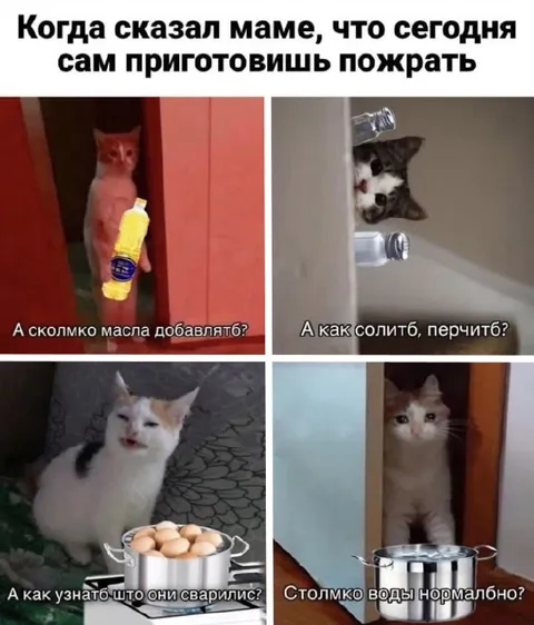 Кот впервые готовит сам