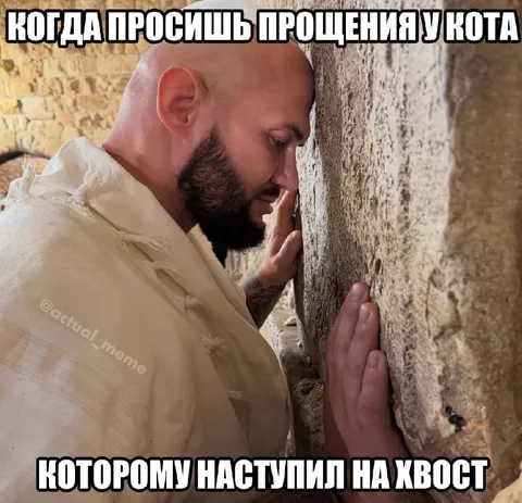 Просишь прощения у кота