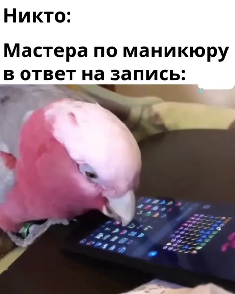 Попугай отвечает мастеру маникюра