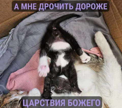 Котики вместо царствия Божьего