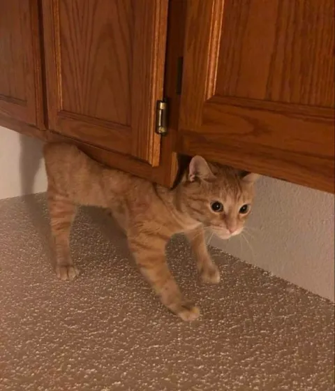 Кот выбирается из шкафа