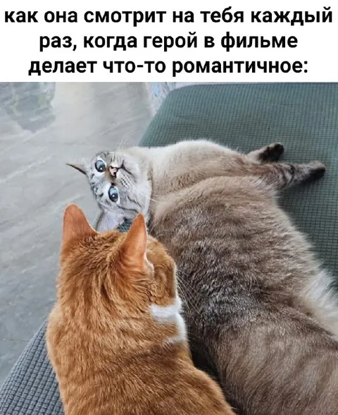 Кошка смотрит на романтику