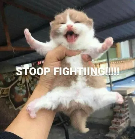 Kitten Demands a Truce