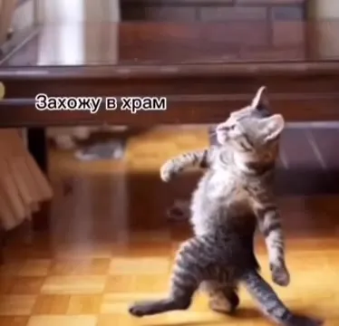 Кот после исповеди пошёл на кофе