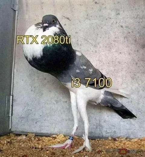 RTX 2080 Ti i3 7100 Pigeon