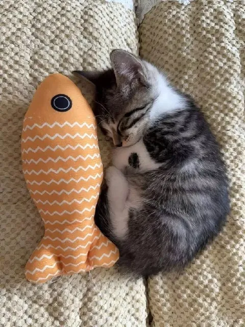 Котёнок обнимает рыбку