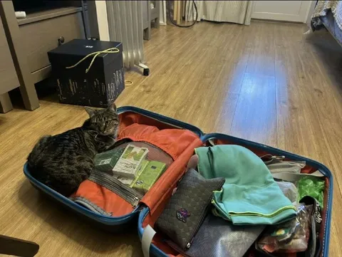 Кот занял место в чемодане