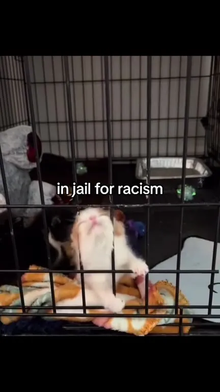 Kitten in Jail for Racism