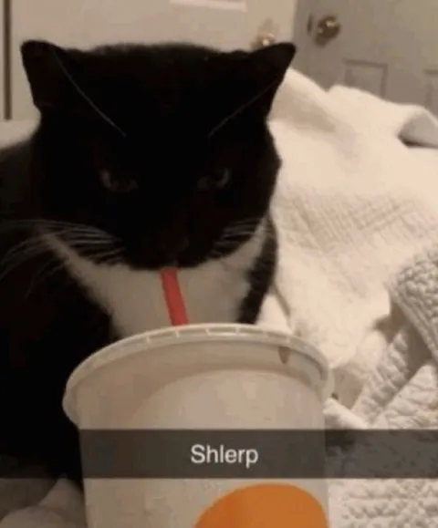 Cat Says Shlerp