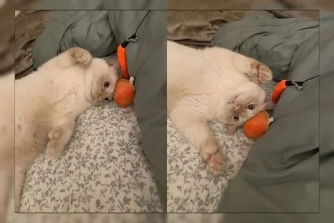 Котик уютно спит с игрушкой