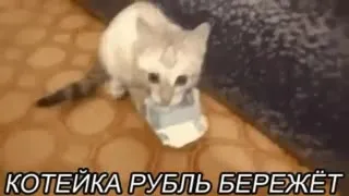 Котейка рубль бережёт