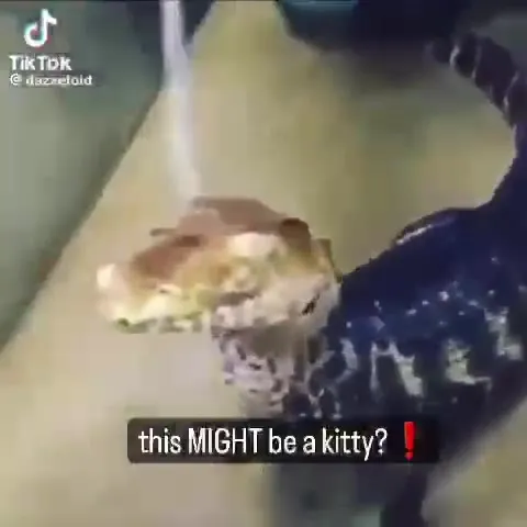 This Might Be a Kitty