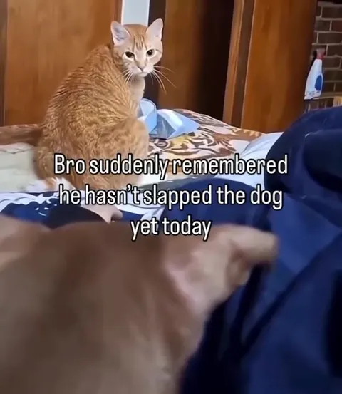 Cat Remembers Slapping the Dog