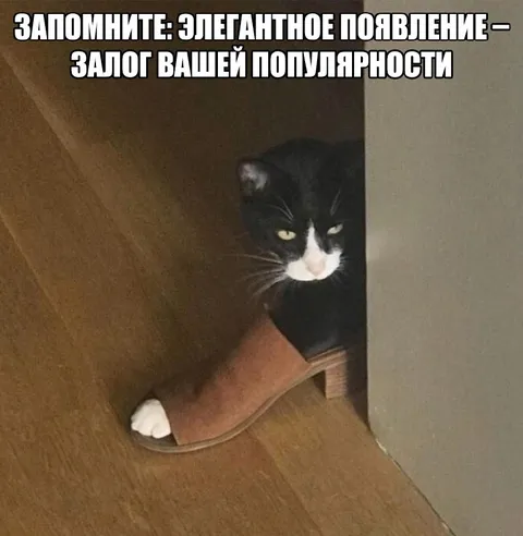 Элегантное появление кота