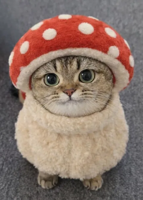 Кот в шапке мухомора