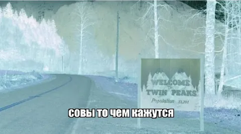 Совы — то, чем кажутся