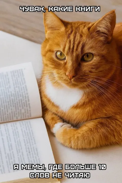 Кот читает мемы вместо книг