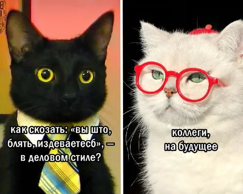 Кот в деловом стиле