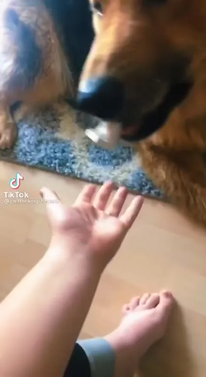 Собака встречает Деву Марию