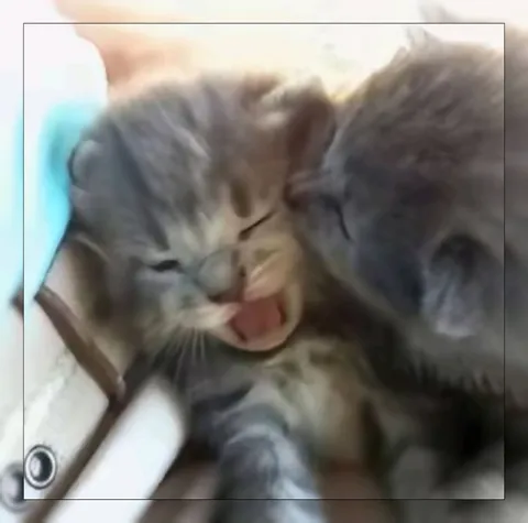 Котёнок с высунутым языком
