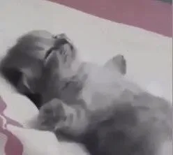 Котёнок нежно прикрывает мордочку