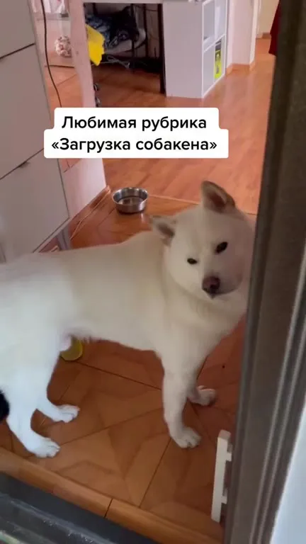 Пес-тормоз не пускает домой